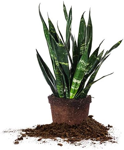 מושלם צמחים Sansevieria Zeylanica צמח נחש | 16in גבוה | טיפול קל | משגשג נמוך אור בהיר, אוויר מטהר 6in. מגדל של חשיש